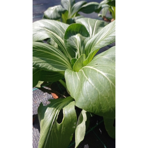 Chou chinois 'pak choï'