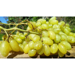 Raisin centennial blanc (sans pépins)