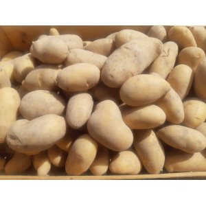 Pommes de terre spunta