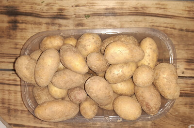 Pomme de terre grenaille