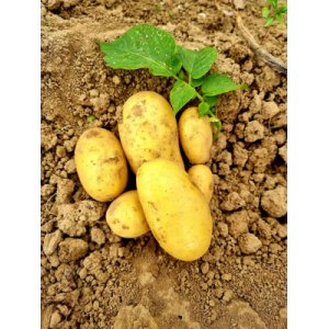 Pomme de terre de consommation alliance bio