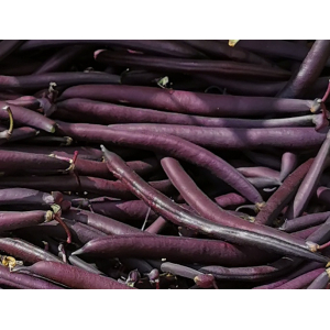 Haricots 'reine des pourpres'