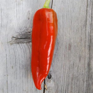 Poivron corno di toro rosso