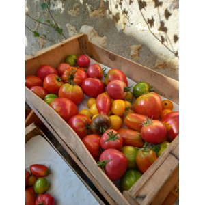 Tomate ancienne mélange