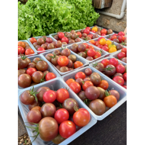 Tomate cerise mélange