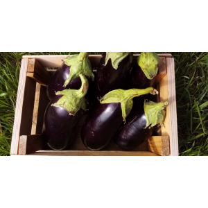 Aubergine