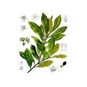 Eau micellaire laurier