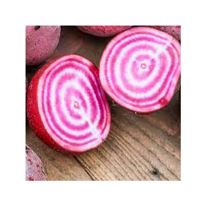 Betterave chioggia