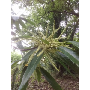 Miel de châtaignier