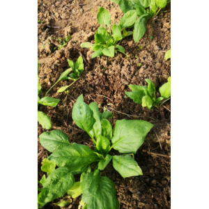 Epinard jeunes pousses