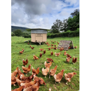 Oeufs fermiers par 12