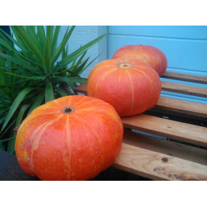 Magnifiques potirons 100% naturels.