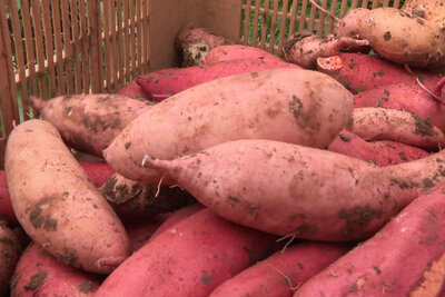 Patate douce