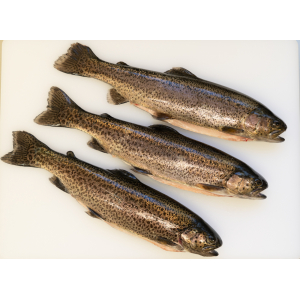 Truite entière vidée