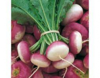 Navet botte primeur