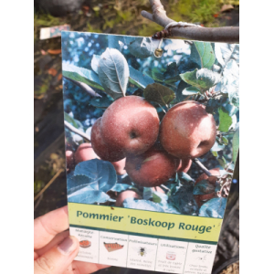 Pommier boskoop demi tige 10/12