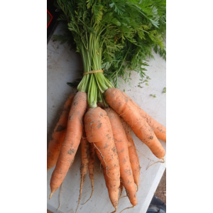 Botte de carottes bio