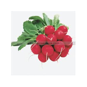 Radis raxe rond rouge