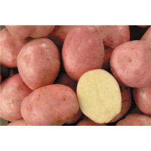 Pommes de terre alouette