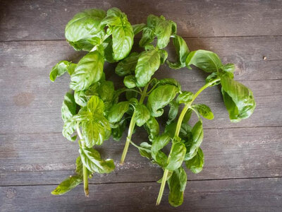 Basilic grand vert