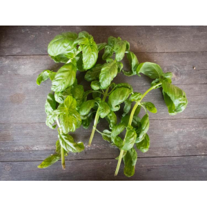 Basilic grand vert