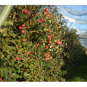 Pomme fuji  sachet 1 kg