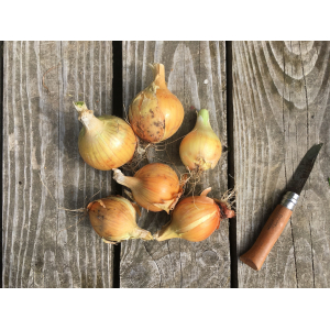 Oignons jaunes
