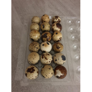 Oeufs de caille frais