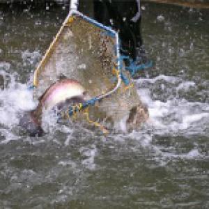 Truite arc en ciel  380 g