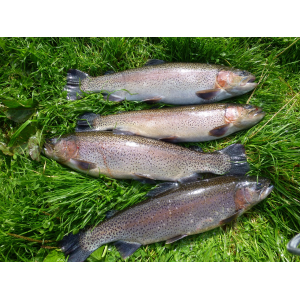 Grosse truite arc-en-ciel (1 kg pleine)