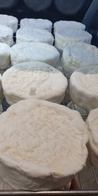 Camembert fermier au lait cru entre 2