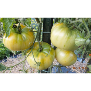 Tomate white queen plant (précoce)