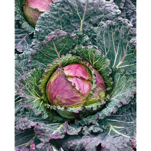 Choux d'hiver de pontoise