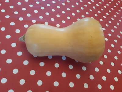 Courge butternut