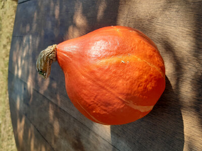 Courge potimaron