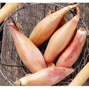 Oignons cuisse de poulet