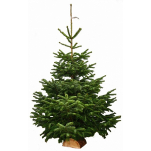 Sapin naturel nordmann h. 250-300 cm