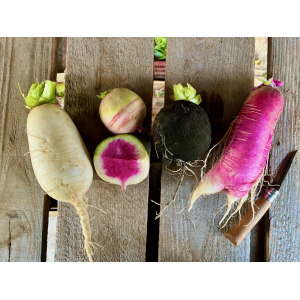 Radis d'hiver vrac