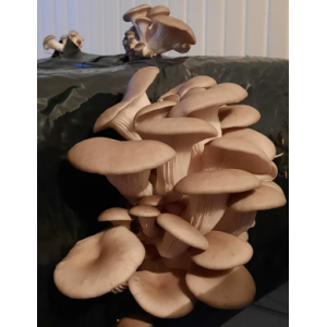 Pleurotes gris frais 1 kg