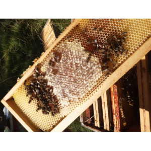 Miel de fleurs d'été 500 gr 🌸