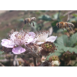 Pain d'épices aux figues et au miel 250 gr 🍞