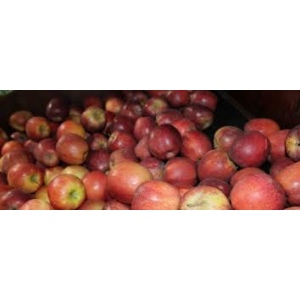 Pommes déclassées petit calibre