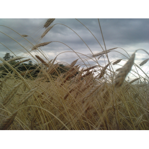 Farine 5 kg bio engrain - t80