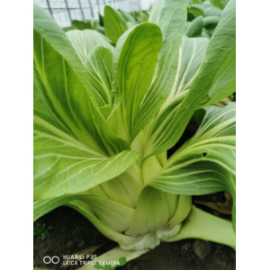 Choux pak choi