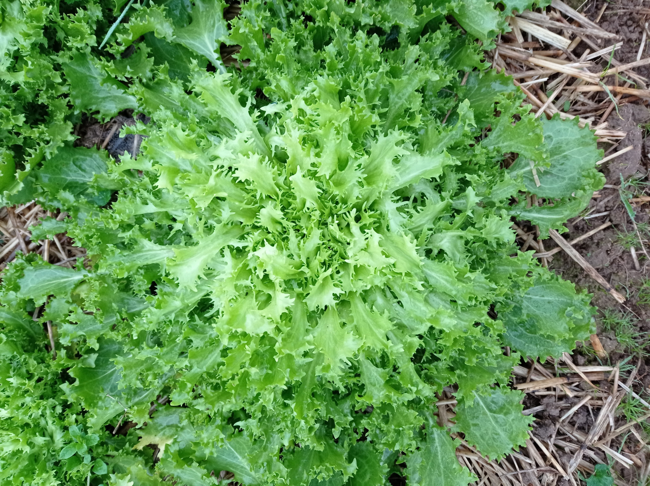 Le Jardin Bio Des Cleïottes à Le Pertre 