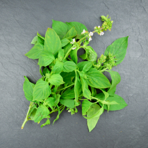 Basilic thaï-citron