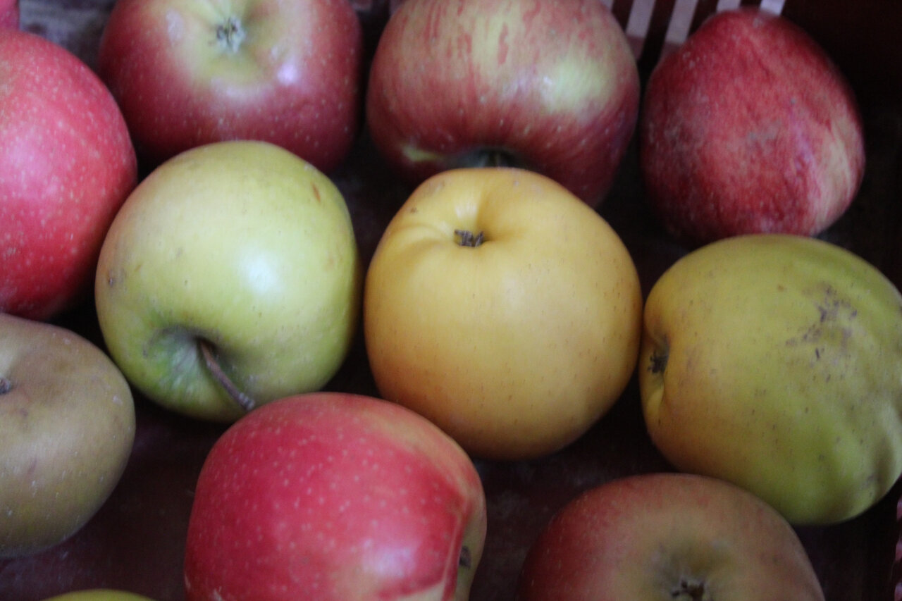 Pommes - 2 formats - La Ferme Gambetta - Locavor.fr