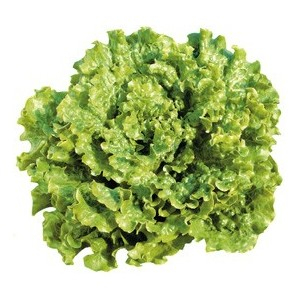Laitue batavia verte