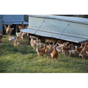 Poulets prêt à cuire de 1.7 à 2kg
