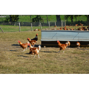 Poulets prêt à cuire de 2.1 à 2.5kg
